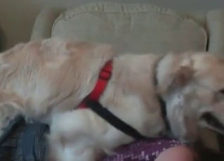 Hairy doggy getting its way