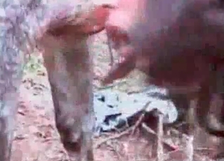 Brunette fucking a horse