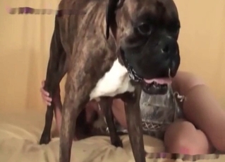 Trained doggy showing its skills