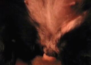 His hard boner pleasured by an animal