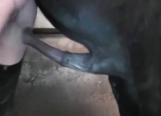 Horse cock looks massive