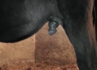 Horse cock looks massive