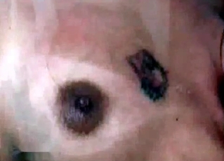 Shemale fucking animals