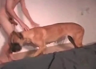 Anal sex scene with a dog