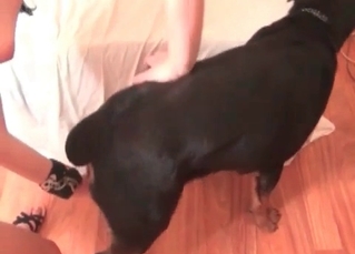 Dog cock massaged by a slut