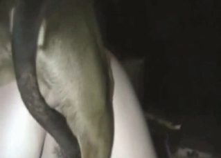Fast and furious pounding with animals