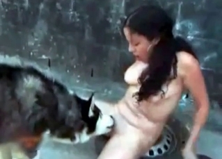 Husky being shy on camera