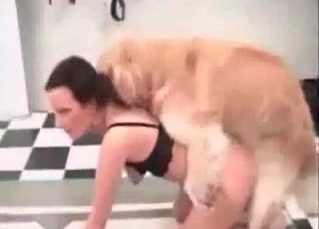 Dog fucking two bitches at once
