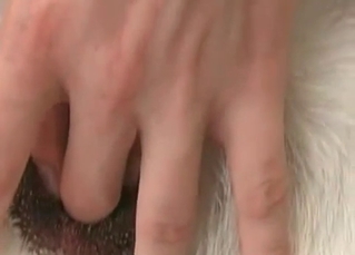 Sloppy BJ for a white husky