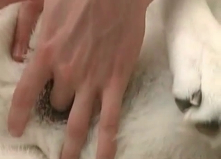 Sloppy BJ for a white husky