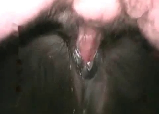 Black mustang railed by a big-dicked dude