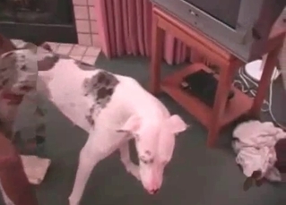 Dog gets to experience this BBC