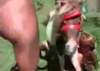 Mare fucking outdoors with all its might