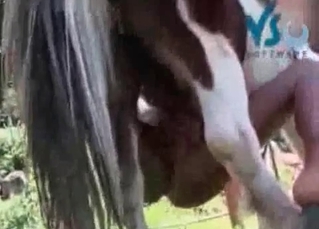 Mare fucking outdoors with all its might