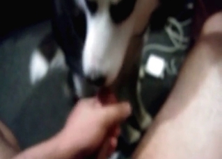 Stiff boner serviced by a dog