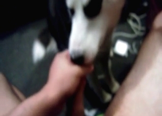 Stiff boner serviced by a dog