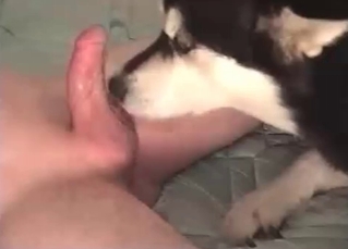 Husky being the real MVP here