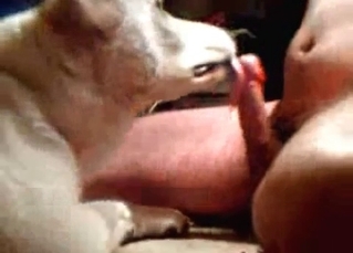 Brown dog fucking on camera