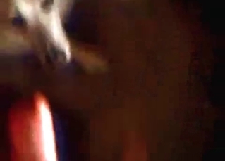 Brown dog fucking on camera