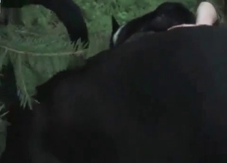 Horny owners using their mutt