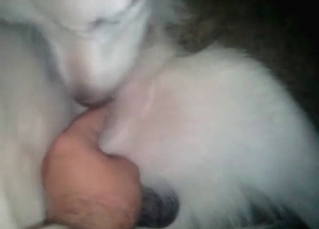 This dog loves fucking