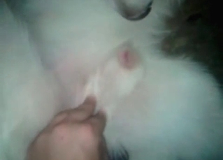 This dog loves fucking
