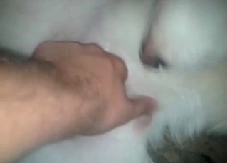 This dog loves fucking