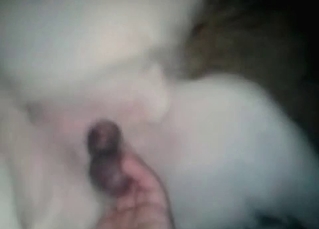 This dog loves fucking