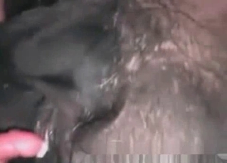 Big dog tasting her pussy