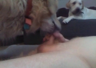 Tight, juicy pussy pleasured by a dog