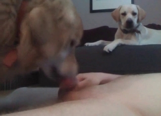 Tight, juicy pussy pleasured by a dog
