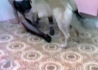 Goofy shepherd goofing off with a hottie