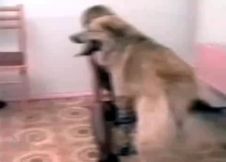 Goofy shepherd goofing off with a hottie