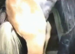 Horse brutally fucking a blonde