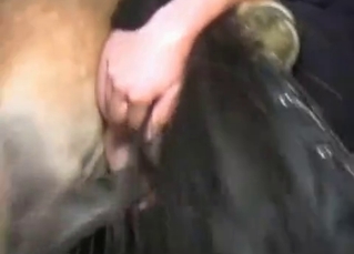 Horse brutally fucking a blonde