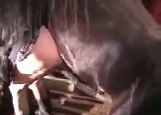 Amazing horse fucking action