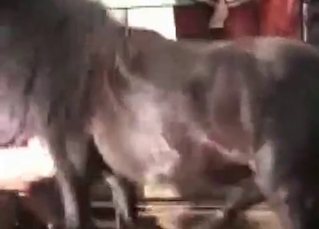 Amazing horse fucking action