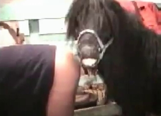 Amazing horse fucking action