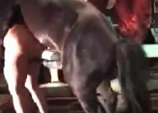 Amazing horse fucking action