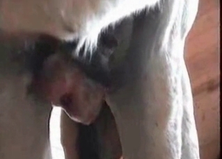 Porn compilation featuring horse cocks