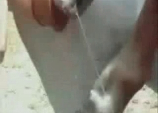 Porn compilation featuring horse cocks