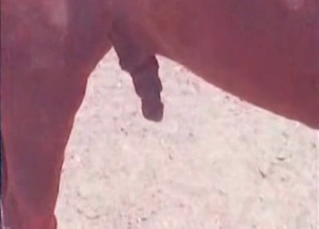 Porn compilation featuring horse cocks