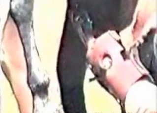 Porn compilation featuring horse cocks