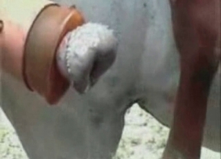Porn compilation featuring horse cocks