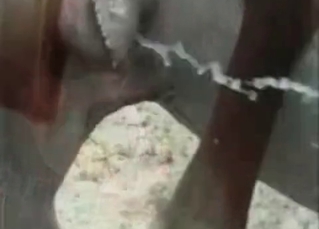 Porn compilation featuring horse cocks