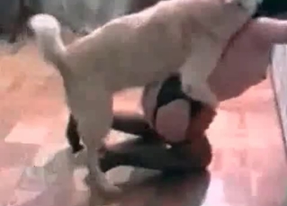 Stockings slut and a hound