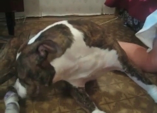 Tight wet cunt licked by a dog