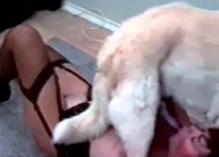 Crazy dog gets a crazy BJ
