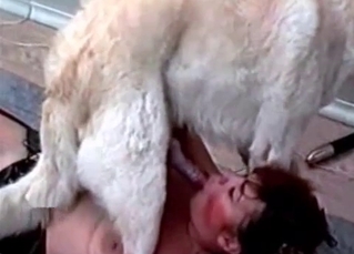 Crazy dog gets a crazy BJ