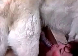 Crazy dog gets a crazy BJ